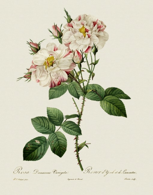 Rosa damascena